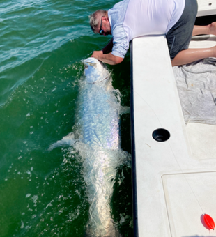 Majestic Tarpon Catch In Florida Waters